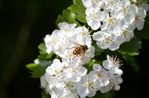 Tjørnblomst med bi pixabay