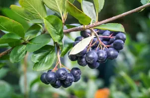 aronia-melanocarpa-bær-istock.webp