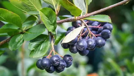 aronia-melanocarpa-bær-istock.webp