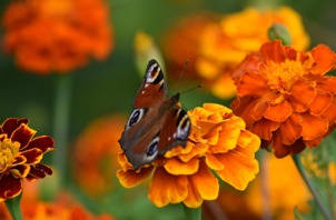 Orange tagetes med sommerfugl pixabay